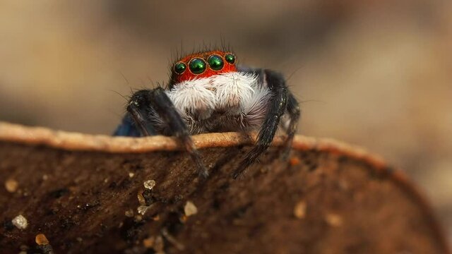 Shy red-faced jumping spider peeking over leaf. Macro locked off.