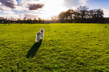 Autumn-Winter Landscapes