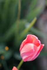 Obraz premium flowers