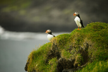 The Atlantic puffin (Fratercula arctica), also known as the common puffin, is a species of seabird...