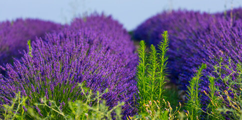 Fototapeta na wymiar Lavender (lavandin) fields, Valensole Plateau, Alpes Haute Provence, Provence, France, Europe