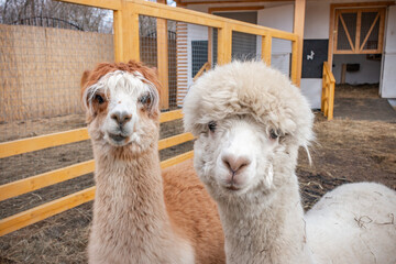 Two alpaca facing the camera