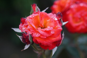 Obraz premium roses, flowers