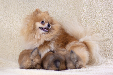 A small, fluffy, beautiful orange Pomeranian dog feeds its three small pups. Concept of breeding purebred dogs, dog health, pet care