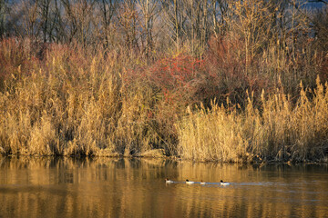 Ducks silhouette on lake neusiedlersee in burgenland