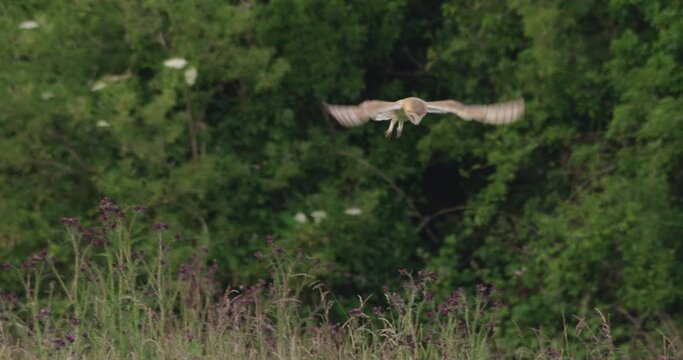 Barn owl hunting over field, Compton Abbas, Dorset, UK