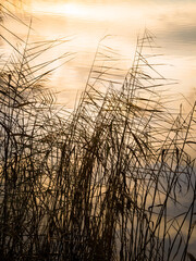 Reeds on lake Neusiedlersee in Burgenland at sunset