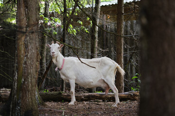 Fototapeta premium White goat and black goat with two white goats in the forest between trees and stump.