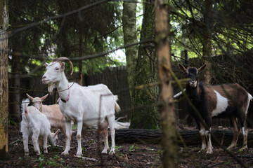 Obraz na płótnie Canvas White goat and black goat with two white goats in the forest between trees and stump.