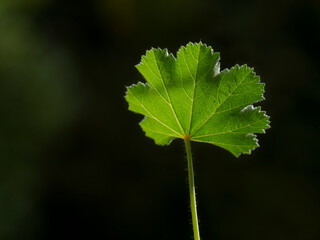 Green leaf illuminated in front of sunlight
