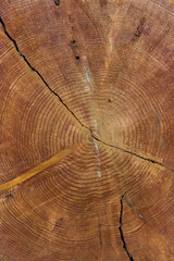 Naklejka premium Maison du Bois Museum, Méolans-Revel Village, Ubaye Valley, Vallée de l'Ubaye, Alpes Haute Provence, France, Europe