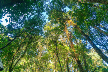 Obraz premium Forest trees. nature green wood sunlight