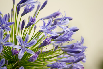 Blaue Schmucklilie - Agapanthus © Nicolette Wollentin