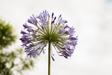 Blaue Schmucklilie - Agapanthus © Nicolette Wollentin