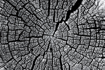 Beautiful cut of a tree with annual rings and cracks.