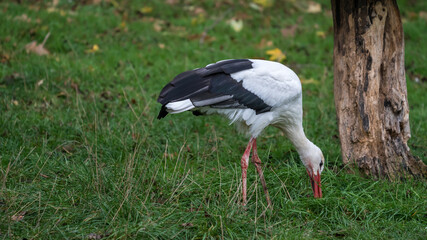 Stork on a meadow