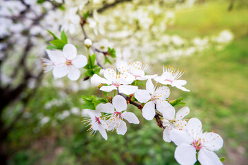 Spring flowering branch of an apple tree on a background of grass. Sunny day