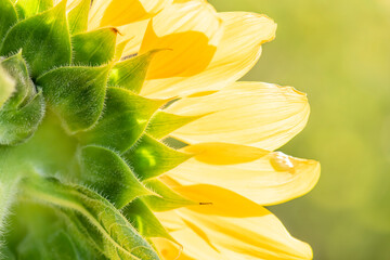 close up Beautiful Sunflower blooming 