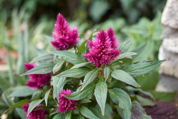 Celosia spicata 