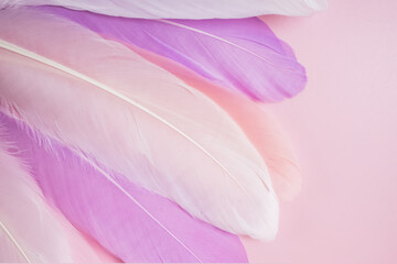 Pink feathers on pastel background.