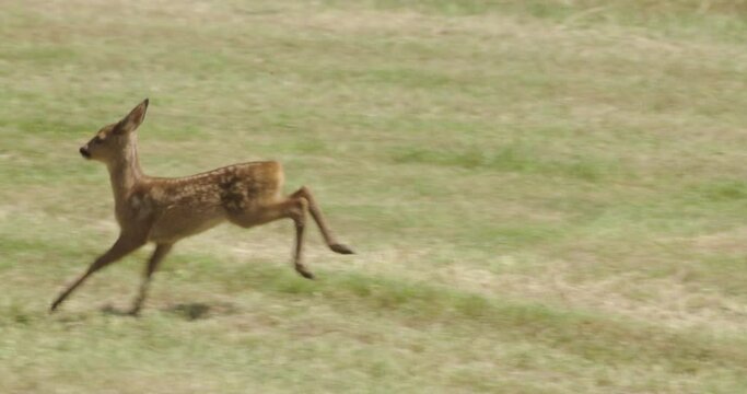 Young Roe Deer Running Field, Compton Abbas, Dorset, UK