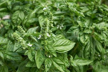 Ocimum basilicum