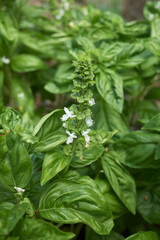 Ocimum basilicum