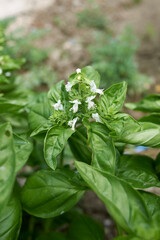 Ocimum basilicum