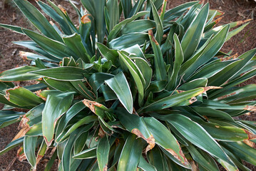Rohdea japonica 