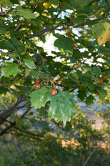Fototapeta premium Sorbus torminalis