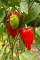 Bell peppers growing on bush in the garden. Bulgarian or sweet pepper