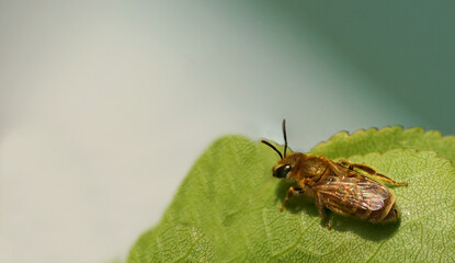 Verkannte Goldfurchenbiene - Halictus (Seladonia) confusus