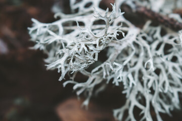Evernia prunastri, also known as oakmoss, is a species of lichen