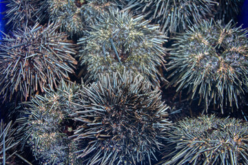 Live red sea urchins (Mesocentrotus franciscanus) at Fish Market in Australia