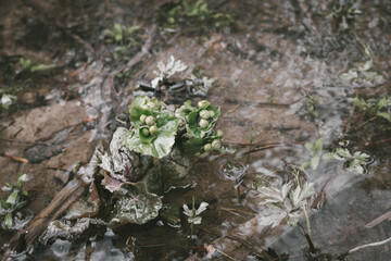 Unopened buds of a caltha palustris, known as marsh-marigold and kingcup growing in a small forest stream.
