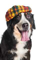 Large dog Bernese Mountain Dog in a Scottish beret. Close-up. Isolated on white background