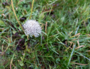 dandelion seed head full of ice and water drops