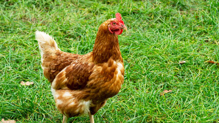 Chicken in a meadow in Northern Germany