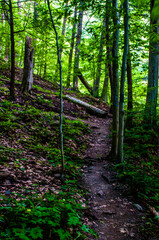 Up the trail and to the left