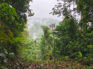 jungle view