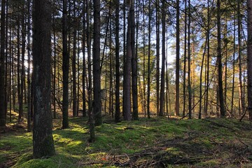 straight trees with sun