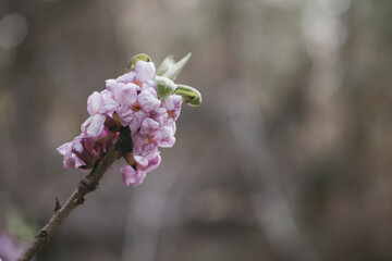 Beautiful flowers of daphne on a background of the spring forest
