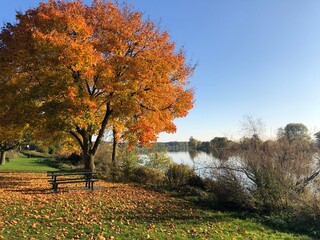 Pretty view with autumn tree and river