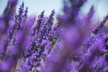 Lavander-4 stunning Lavender landscape - valensole lavender field. Blooming violet fragrant lavender flowers with with a clear sky.