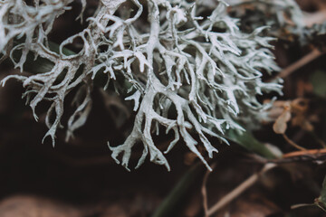 Evernia prunastri, also known as oakmoss, is a species of lichen