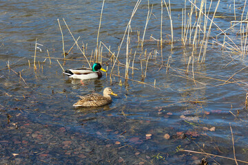 Gray duck and drake swim near the lakeshore