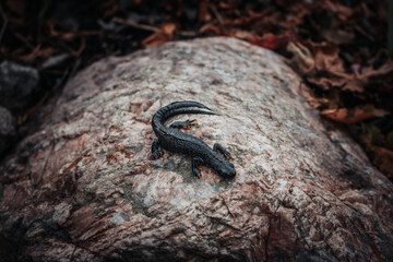 Black newt sitting on a pink stone. Spring time. Selective focus.