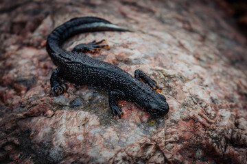 Black newt sitting on a pink stone. Spring time. Selective focus.