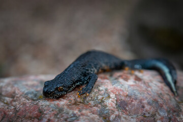 Black newt sitting on a pink stone. Spring time. Selective focus.