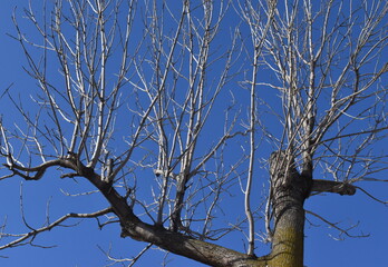 The early winter tree with the bare branches on the blue sky background in Sapporo Japan